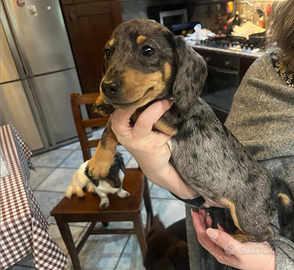 Bassotto arlecchino silver