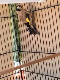Cardellina di 14 mesi