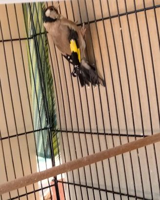 Cardellina di 14 mesi
