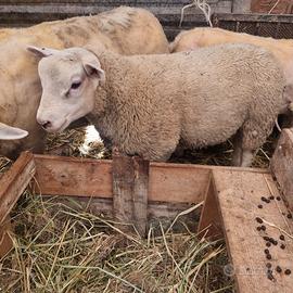 Agnelli texel