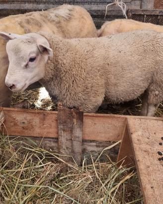 Agnelli texel