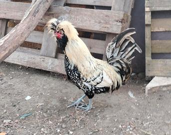 Gallo padovano