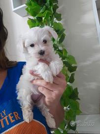 Maltese coreano