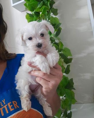 Maltese coreano