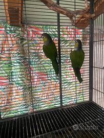 Pyrrhura rupicola