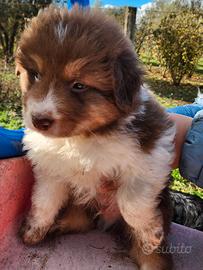 Cuccioli pastore australiano australian shepherd
