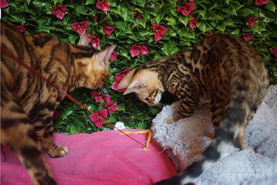 Cuccioli bengala Brown spotted tabby