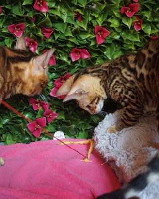 Cuccioli bengala Brown spotted tabby