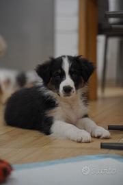 Australian shepherd
