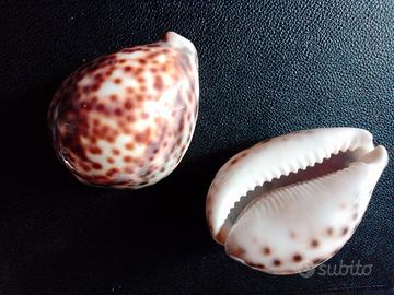 2 Conchiglie CYPRAEA TIGRIS Madagascar