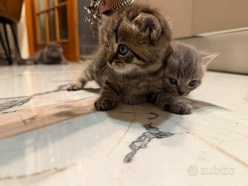 British Scottish Fold