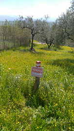 Terreno edificabile e agricolo
