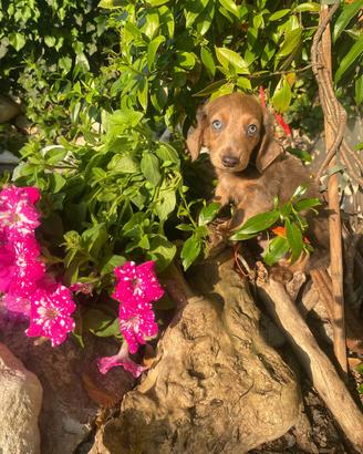 Maschietto di bassotto pelo lungo