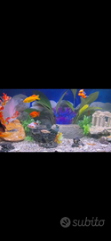 Acquario