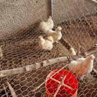 Galline ornamentali moroseta