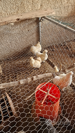 Galline ornamentali moroseta