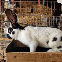 Conigli leprini viterbesi e papillon giganti