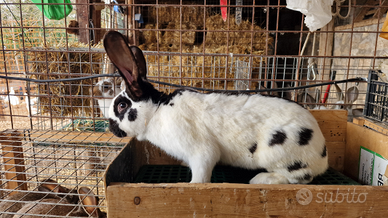 Conigli leprini viterbesi e papillon giganti