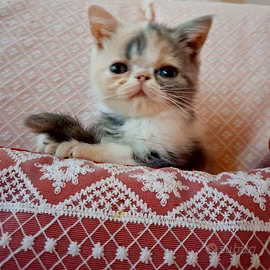 Cuccioli di exotic shorthair