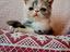 Immagine 1