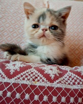 Cuccioli di exotic shorthair
