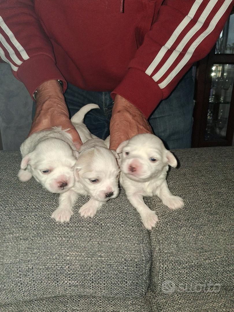 Cuccioli di maltese toy - Animali In vendita a Roma