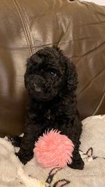 Cuccioli di barboncini toy neri femmine