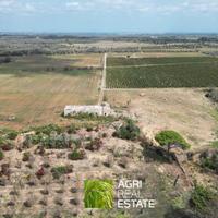 Campi Salentina (LE) - Tenuta Vitivinicola | TR419