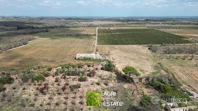 Campi Salentina (LE) - Tenuta Vitivinicola | TR419