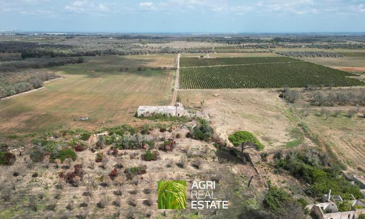 Campi Salentina (LE) - Tenuta Vitivinicola | TR419