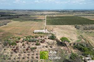 Campi Salentina (LE) - Tenuta Vitivinicola | TR419