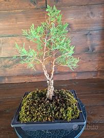 Bonsai di ginepro. Visita il profilo.