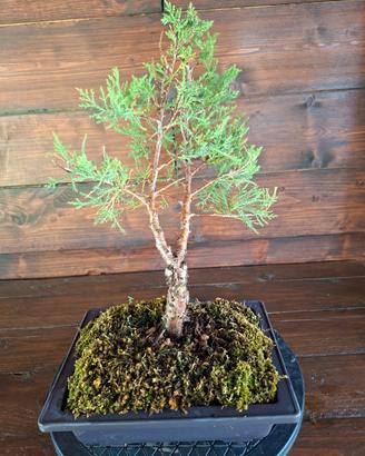 Bonsai di ginepro. Visita il profilo.