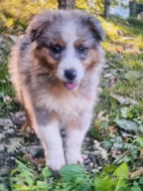 cuccioli australian shepherd   super 