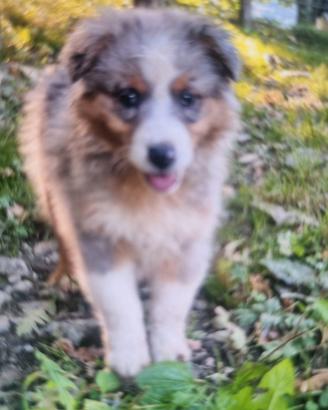 cuccioli australian shepherd   super 