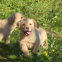 Labrador Miele
