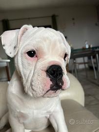 bulldog inglese e francese
