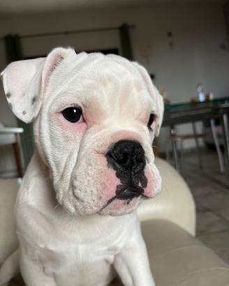 bulldog inglese e francese