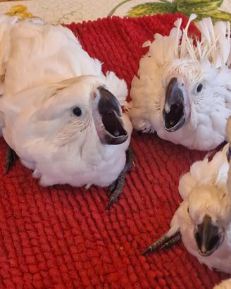 Cacatua Alba