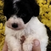 Barboncini particolor Toy pedigree ENCI