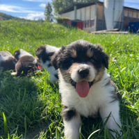 Australian Shepherd