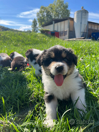 Australian Shepherd