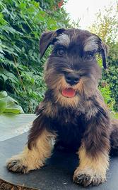Schnauzer nano nero e argentato