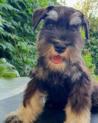 Schnauzer nano nero e argentato