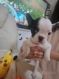 Bulldog francese super piccola