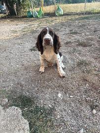 Cucciolo di springer spaniel