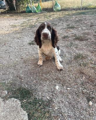 Cucciolo di springer spaniel
