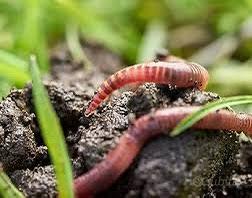 Lombrichi rossi californiani