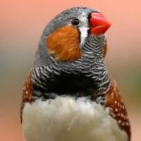 Diamantino mandarino maschio