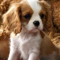 Cavalier King